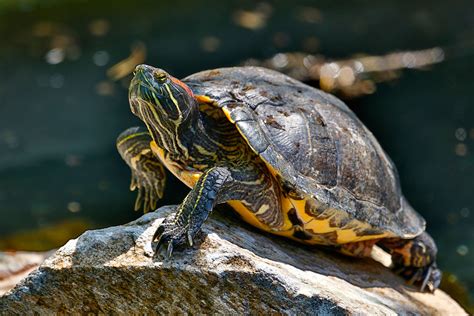 Red Eared Slider Care In Winter Red Eared Slider Sleeping Habit