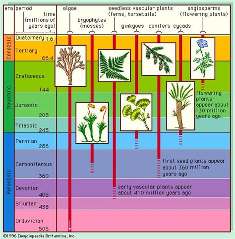 Plant Evolution Timeline