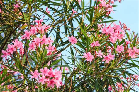 Características e cuidados a Espirradeira Nerium oleander