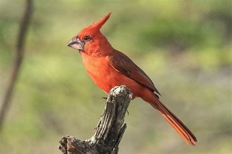 Vermilion Cardinal - eBird | Painted bunting, Passerine bird, Bird