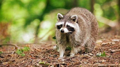 Rabid raccoon found in Crown Point, New York