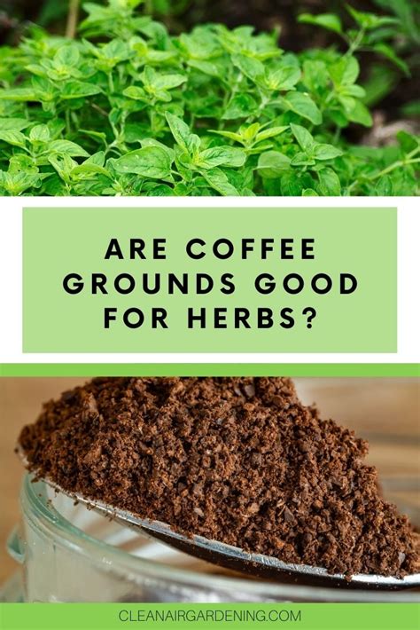 Are Coffee Grounds Good For Herbs Clean Air Gardening