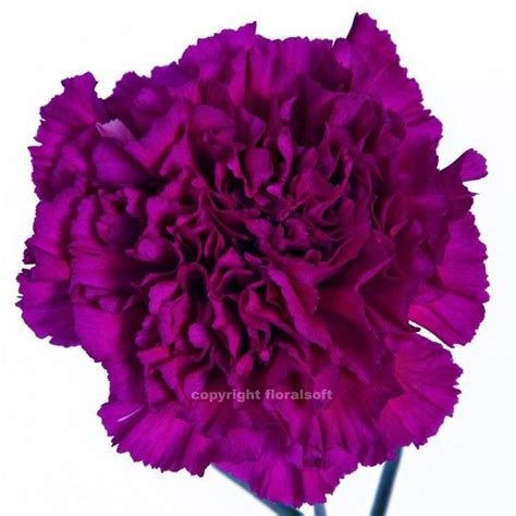 Fuchsia Carnation Carnation Wedding Flowers Purple Carnations