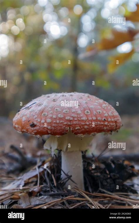 Mouche Rouge Agaric Ou Tabouret Dans L Herbe Amanita Muscaria