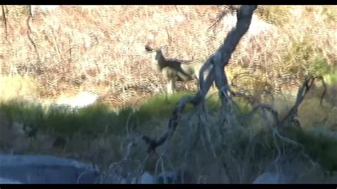 Rock 118 Mule Deer Buck Missing Antlers Youtube