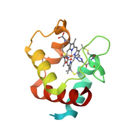 Rcsb Pdb Yts The Structure Of The Cytochrome C From