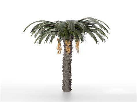 Palm Tree Free D Model Garden Plants