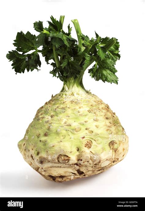 Celeriac Apium Graveolens Against White Background Stock Photo Alamy