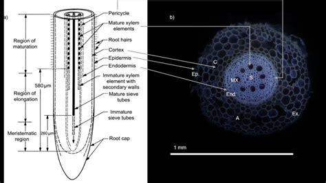 The Composite Structure Of Roots A Root Structure And Elongating Download Scientific Diagram