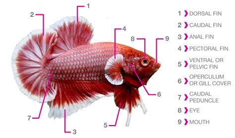 Sgbettacube™ Betta Gender Anatomy