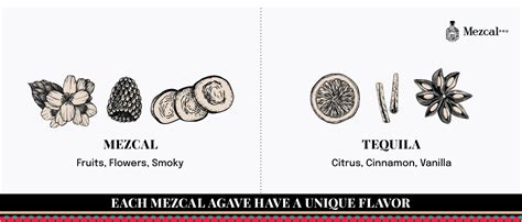 The difference between mezcal and tequila explained