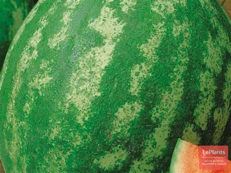 Арбуз обыкновенный 'Ница' — описание сорта, характеристики | на LePlants.ru