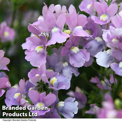 Nemesia Most Scented Melody Pink Suttons