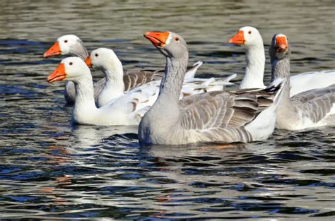 Anseriformes | Geese, Waterfowl & Whistling Ducks | Earth Life