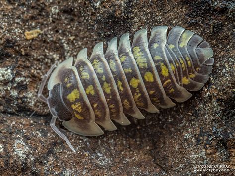 Armadillidium Ruffoi Isopod Site