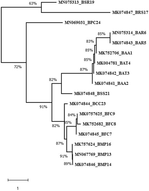 Neighbour Joining Tree Showing The Phylogenetic Relationships Among