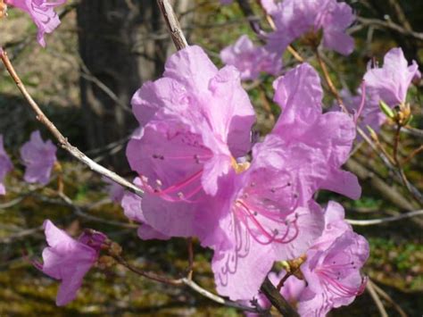 岩手県立博物館のゲンカイツツジ（玄海躑躅）2018年4月21日（土） Peaの植物図鑑