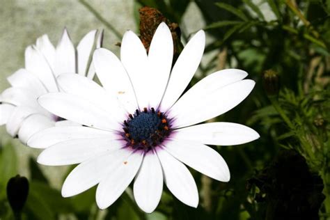 picture white flower black core