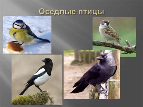 Что мы знаем о птицах - презентация онлайн