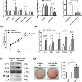 Inhibition Of Mir P Promotes The Proliferation And Osteogenic