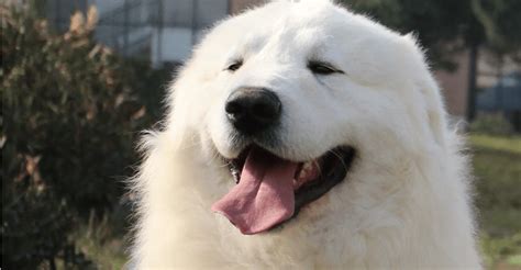 Il Cane Pi Bello Del Mondo Vive Vicino A Torino Mole