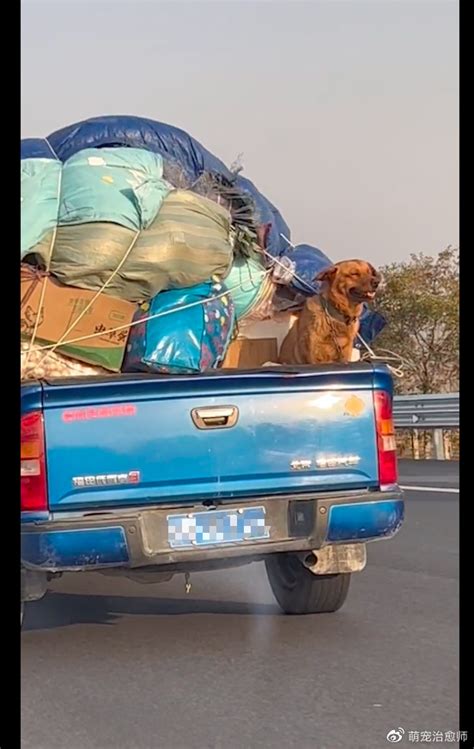 主人开车搬家，还留了一块地方带上狗，它如沐春风的笑容好治愈！搬家主人狗狗新浪新闻