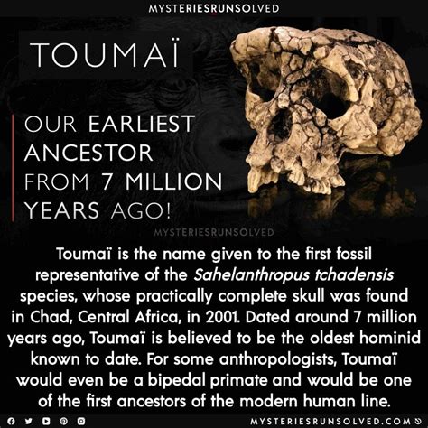 Toumai Our Earliest Ancestor From 7 Million Years Ago In 2021 Interesting Science Facts