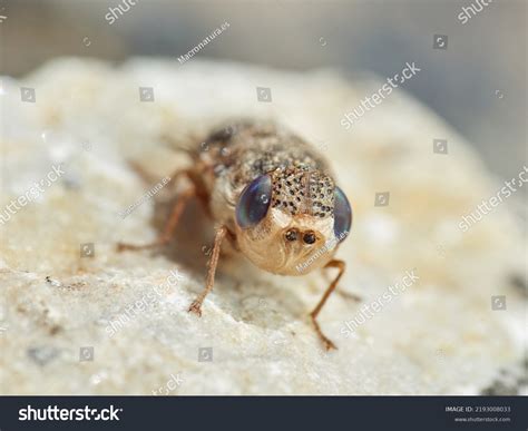 Sheep Fly Oestrus Ovis Stock Photo Shutterstock