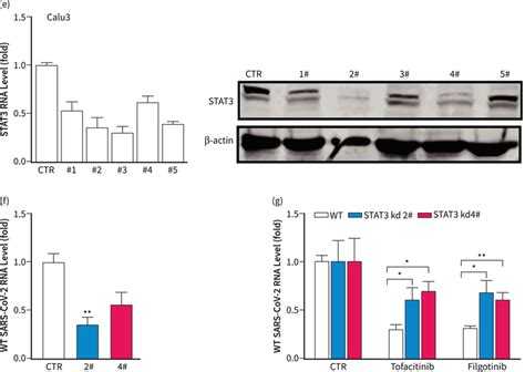 The Role Of STAT3 In The Anticoronavirus Activity Of Tofacitinib And