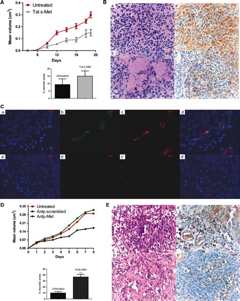 The Met Docking Site Peptide Impairs The Growth And Vascularization Of