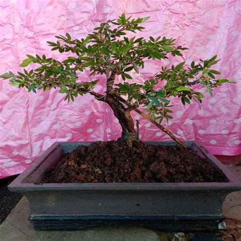 Jual Bonsai Kaliandra Surinamensis Cantik Siap Pajang Free Pot Shopee