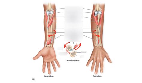 A Supinator And Pronator Muscles Of Right Forearm Diagram Quizlet