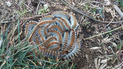 Quels Animaux Vivent Dans Une Aire