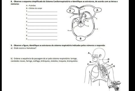 Observe O Esquema Simplificado Do Sistema Cardiorrespiratorio E