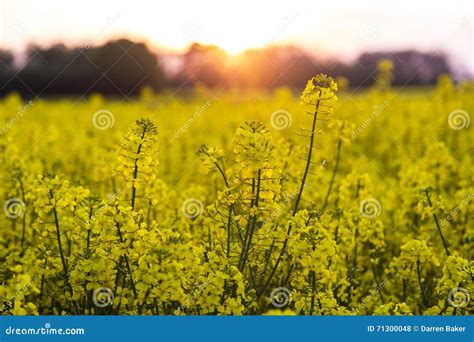 Field Of Rapeseed Seed Flowers At Sunset Or Sunrise Stock Photo Image