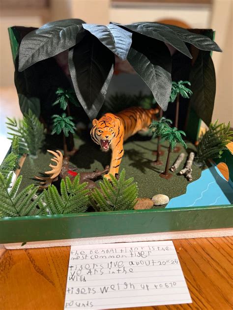 Tiger Diorama Zoo Project Habitats Projects Animal Projects