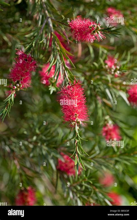 Callistemon Mauve Mist Bottlebrush Stock Photo Alamy