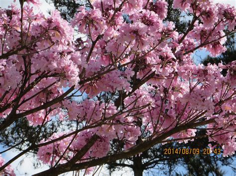 Handroanthus Impetiginosus Meriania