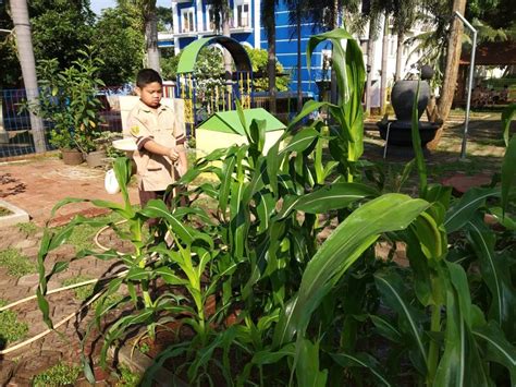 Kegiatan Berkebun Jagung Di Sd Kristen Ketapang Iii Kelas 1 And 2