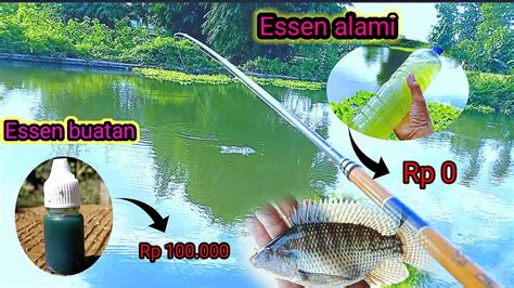 Essen Alami Buat Mancing Ikan Nila Tampa Biaya Mancing Essengacor