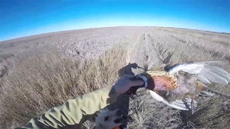 Last Pheasant Hunt Of 2016 Colorado Usa 122316 Youtube