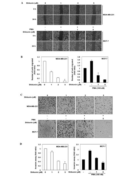 Shikonin Blocks Migration And Invasion Of Human Breast Cancer Cells