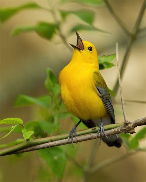 Prothonotary Warbler nest box project: 2022 update — Delta Wind Birds