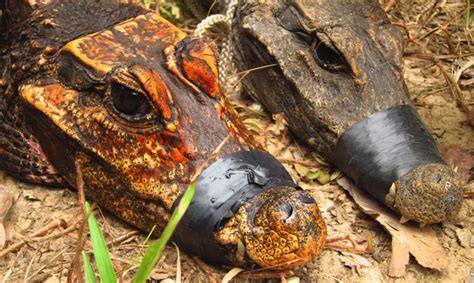 Orange crocodiles that swim in bat poop are turning into a new species