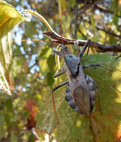 Wheel Bug Arilus Cristatus Arilus Cristatus BugGuide Net