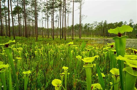 8 Carnivorous Plants That Eat Bugs A Z Animals