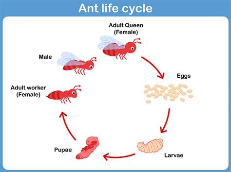 The Life Cycle of An Ant, a Plant, A Bug - Montessori Printables