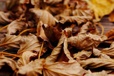 Voici Comment Recycler Les Feuilles Mortes En Compost Pour Le Jardin