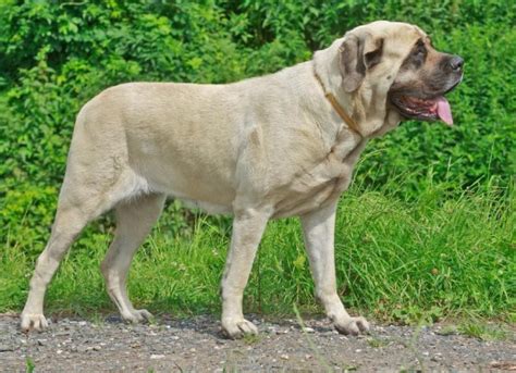 Bone Cancer (Chondrosarcoma) in Dogs | PetMD