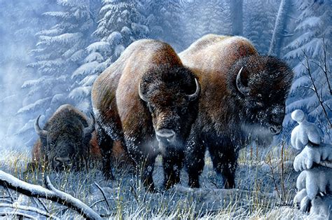 Bison The Art Of Kevin Daniel